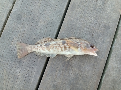 アイナメの釣果