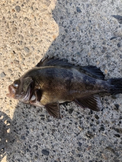 クロメバルの釣果