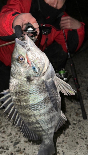 チヌの釣果