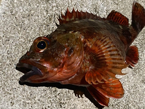 アカメバルの釣果