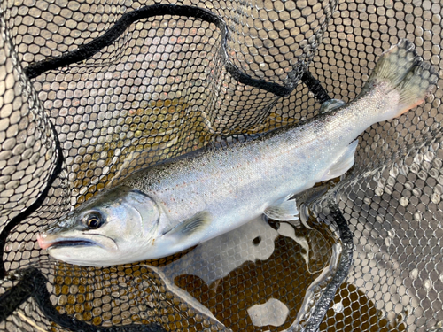 サツキマスの釣果