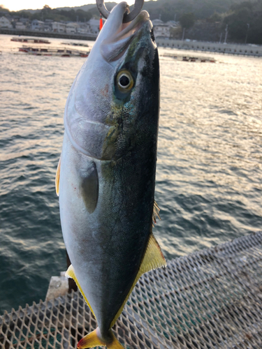 ハマチの釣果