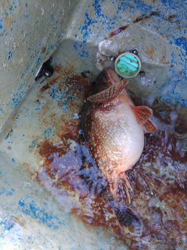 カサゴの釣果