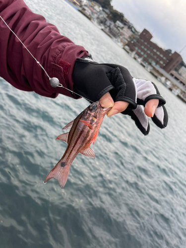 ネンブツダイの釣果