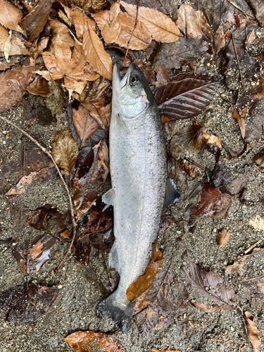 アマゴの釣果