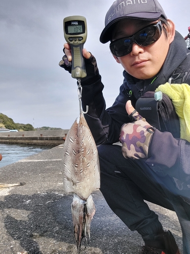 コウイカの釣果