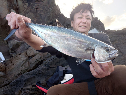 イソマグロの釣果