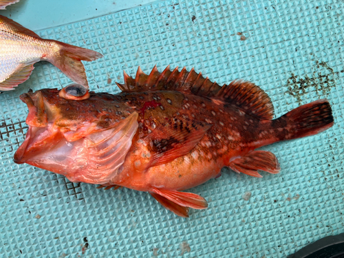 カサゴの釣果