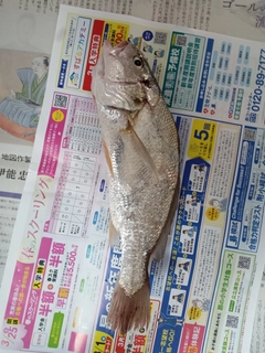 シログチの釣果