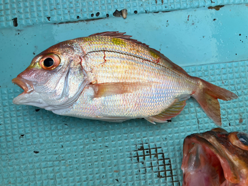 レンコダイの釣果