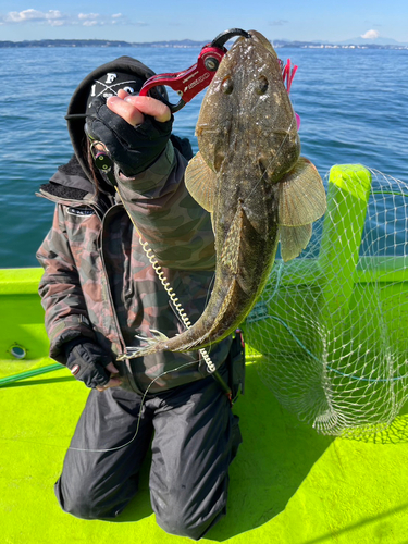 マゴチの釣果