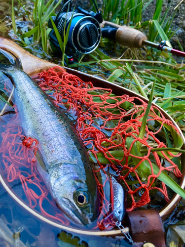 アマゴの釣果