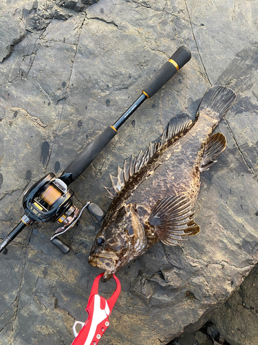 タケノコメバルの釣果