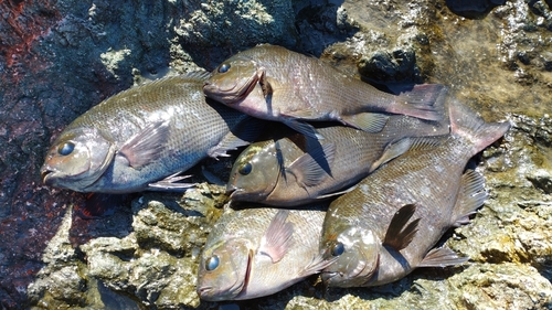 クロの釣果