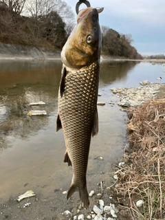 ニゴイの釣果