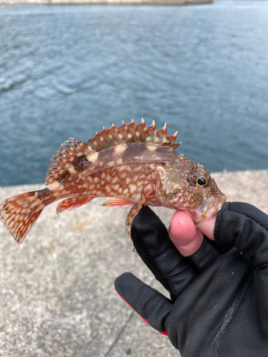 カサゴの釣果