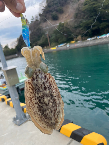 モンゴイカの釣果