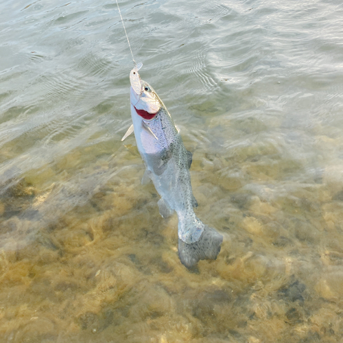 ニジマスの釣果