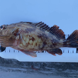 齊藤真也の釣果