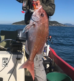 マダイの釣果