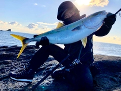 ハマチの釣果