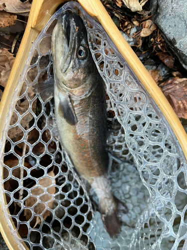 イワナの釣果