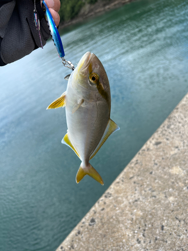 ネリゴの釣果