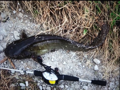 ナマズの釣果