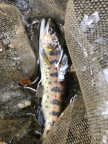 アマゴの釣果