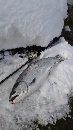 サクラマスの釣果