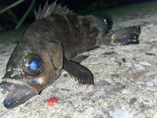 アオメバルの釣果