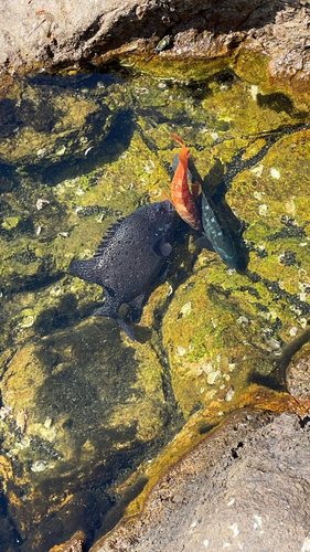 イシガキダイの釣果