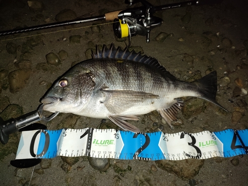 クロダイの釣果