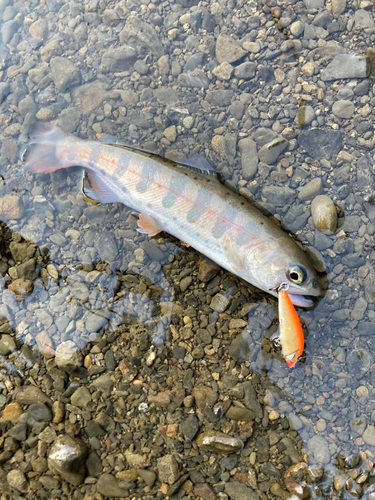 アマゴの釣果