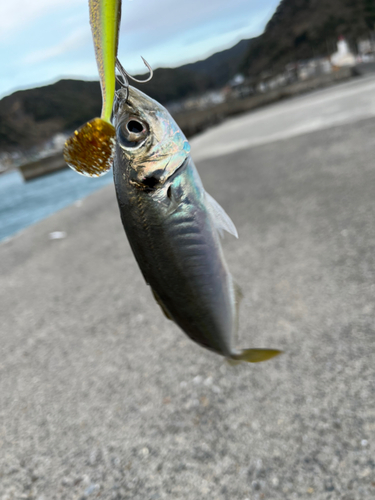 マアジの釣果