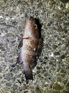 オオモンハタの釣果