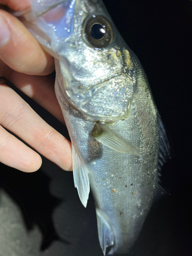 セイゴ（マルスズキ）の釣果