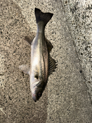 セイゴ（マルスズキ）の釣果