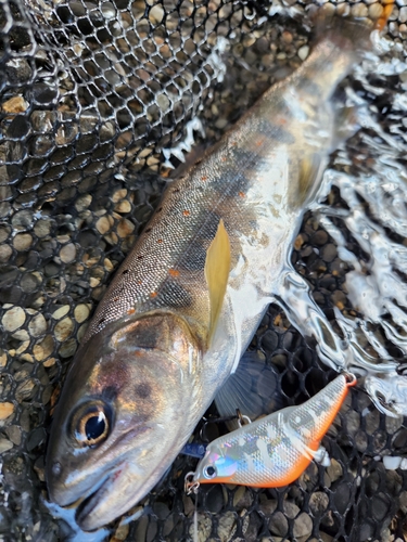 アマゴの釣果