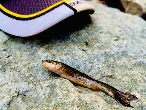 アブラハヤの釣果