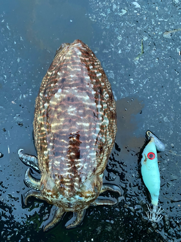 コウイカの釣果