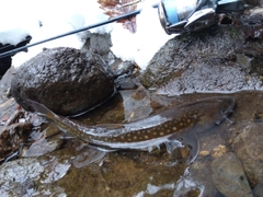 イワナの釣果