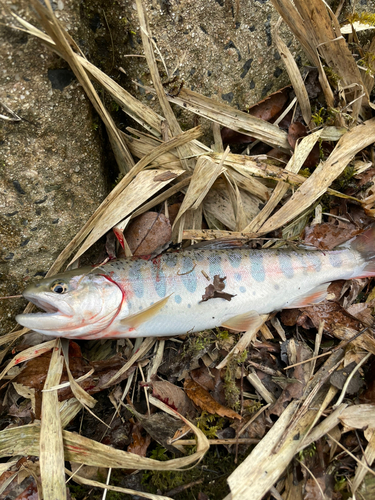 ヤマメの釣果