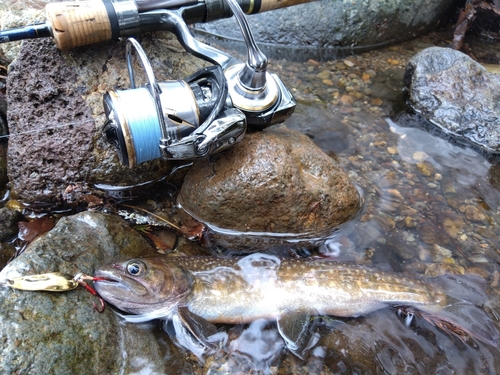 イワナの釣果