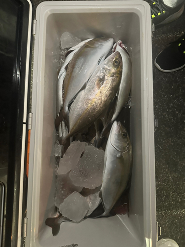 カンパチの釣果