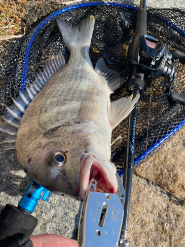 キビレの釣果