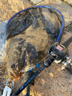 カレイの釣果