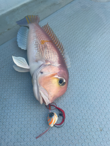 アマダイの釣果