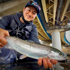 ホウライマスの釣果