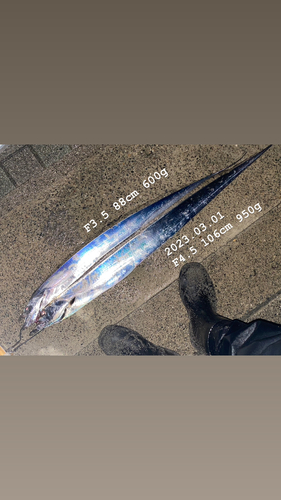 タチウオの釣果